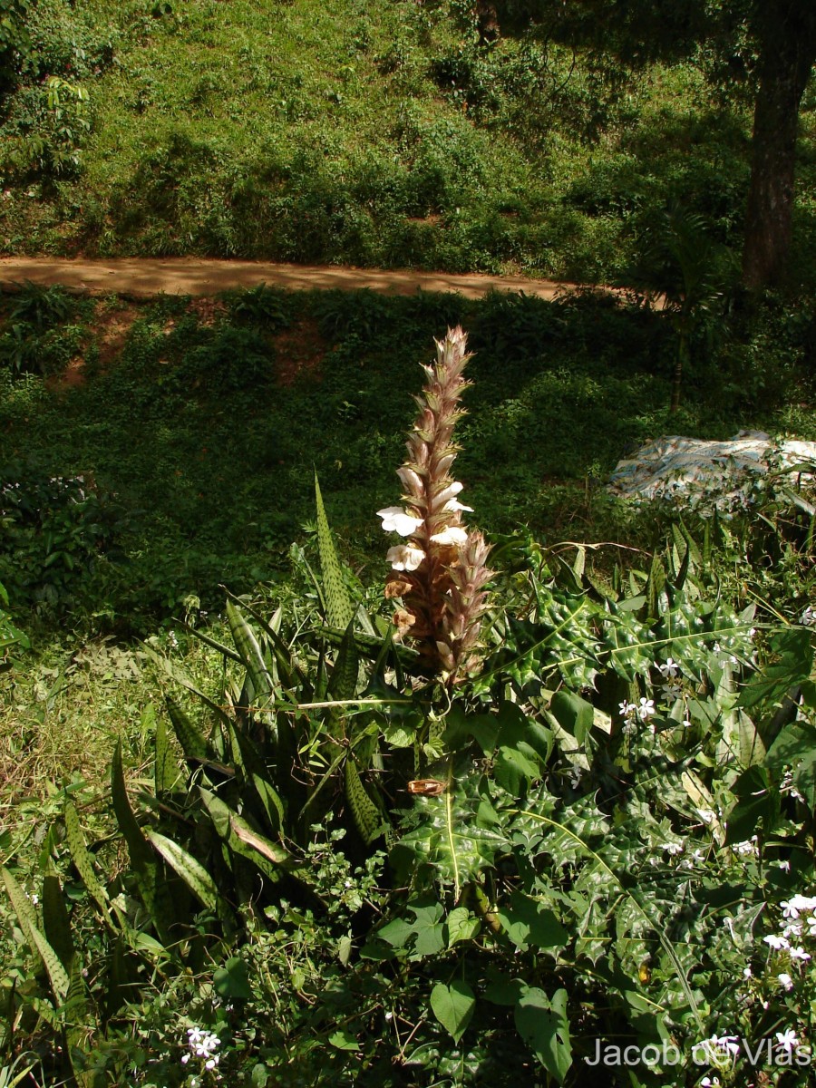 Acanthus montanus (Nees) T.Anderson
